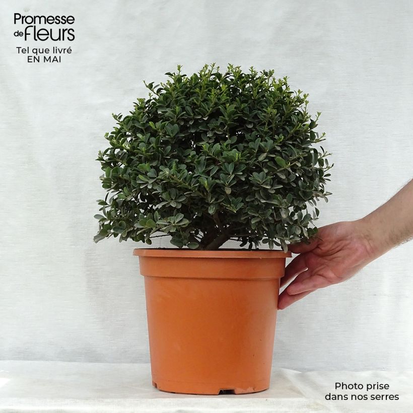 Spécimen de Houx crénelé - Ilex crenata Green Hedge en pot de 7,5L/10L tel que livré au printemps