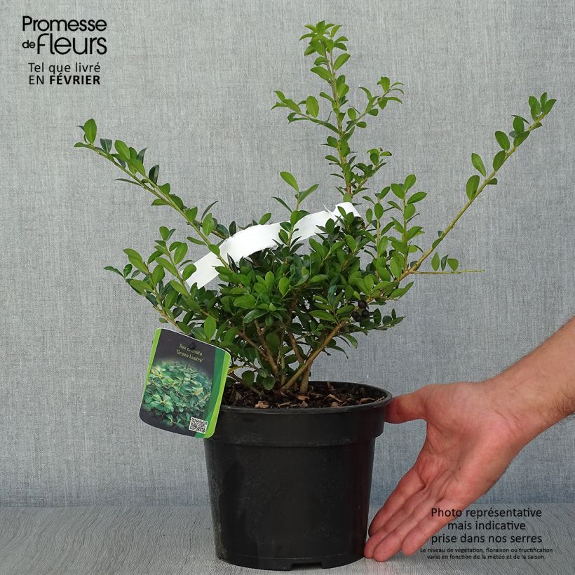 Spécimen de Houx crénelé - Ilex crenata Green Lustre Pot de 2L/3L tel que livré en automne