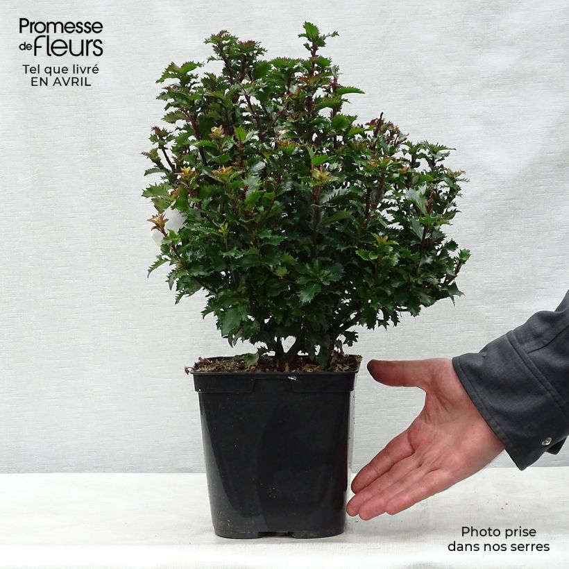Spécimen de Houx nain - Ilex meserveae Little Rascal  Pot de 3L/4L tel que livré au printemps