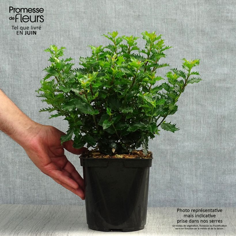 Spécimen de Houx nain - Ilex meserveae Little Rascal  Pot de 3L/4L tel que livré en été
