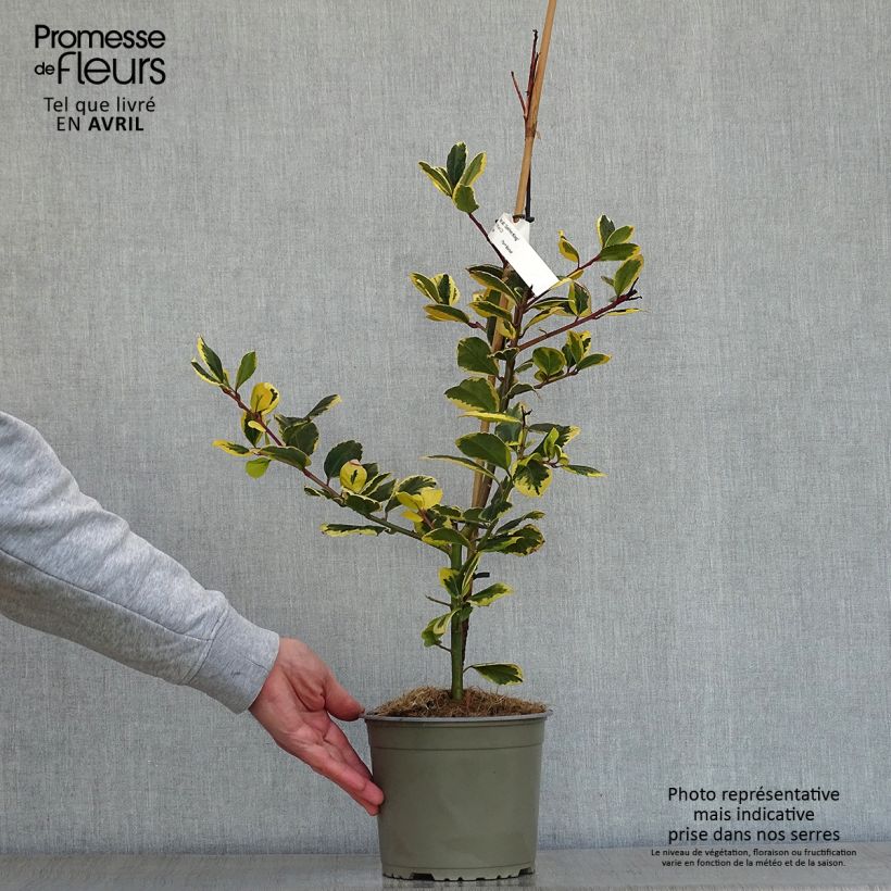 Spécimen de Houx panaché - Ilex Golden King tel que livré au printemps