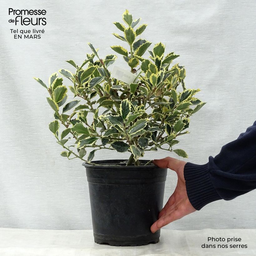 Spécimen de Houx panaché - Ilex aquifolium Argenteomarginata Pot de 2.5L tel que livré au printemps