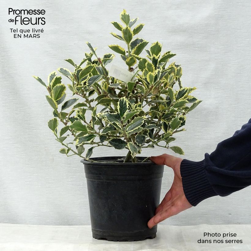 Spécimen de Houx panaché - Ilex aquifolium Argenteomarginata tel que livré au printemps