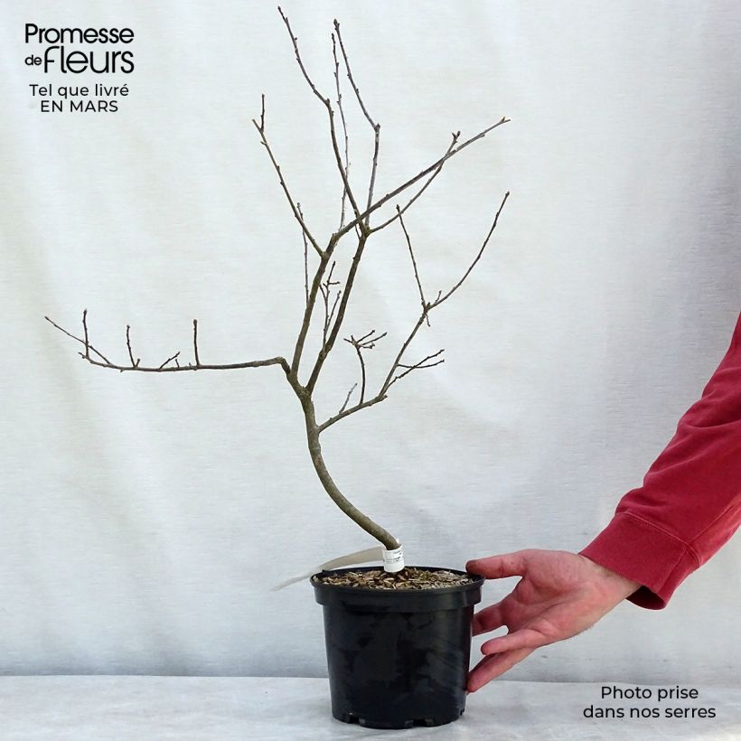 Spécimen de Houx verticillé Southern Gentleman - Ilex verticillata Pot de 3L/4L tel que livré au printemps