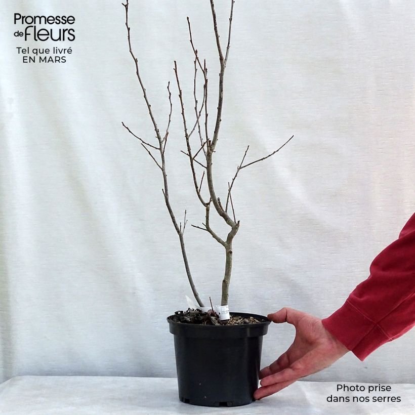 Spécimen de Houx verticillé femelle Maryland Beauty - Ilex verticillata  Pot de 3L/4L tel que livré au printemps