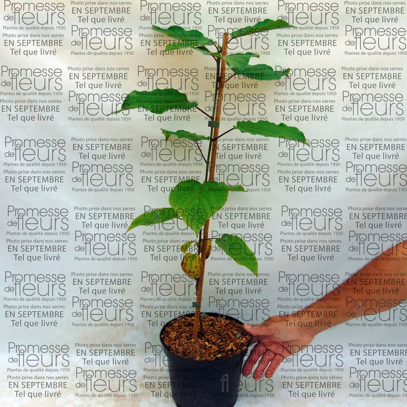 Exemple de spécimen de Hovenia dulcis - Raisinier de Chine Pot de 6L/7L tel que livré