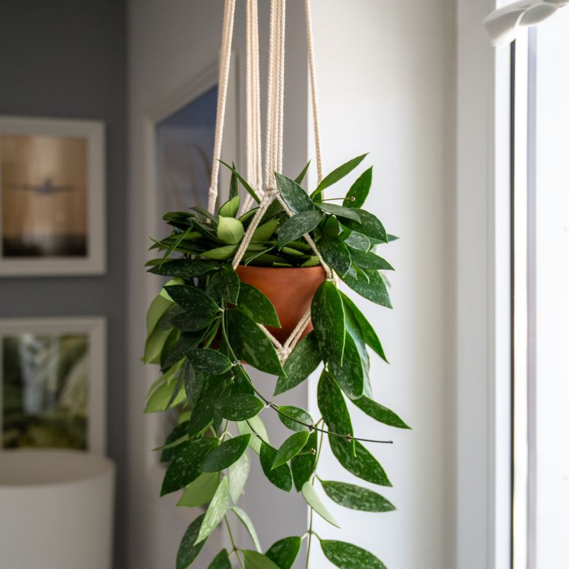 Hoya gracilis - Fleur de porcelaine (Port)