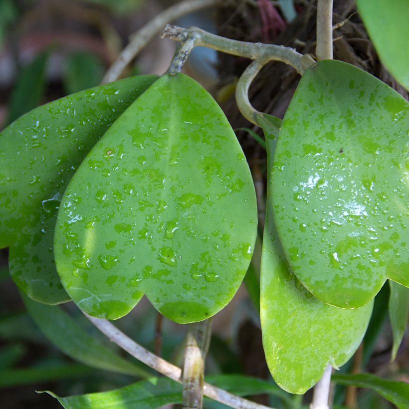 Hoya kerrii - Plante-coeur (Feuillage)