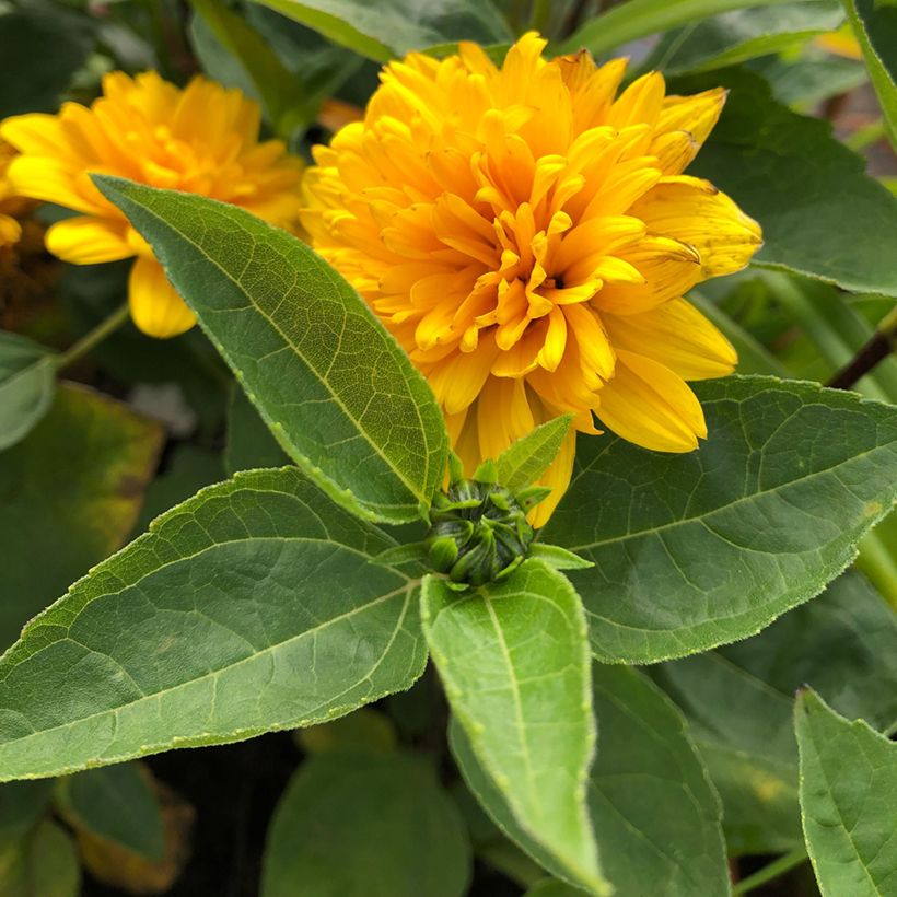 Helianthus decapetalus Soleil d'Or - Soleil vivace (Feuillage)