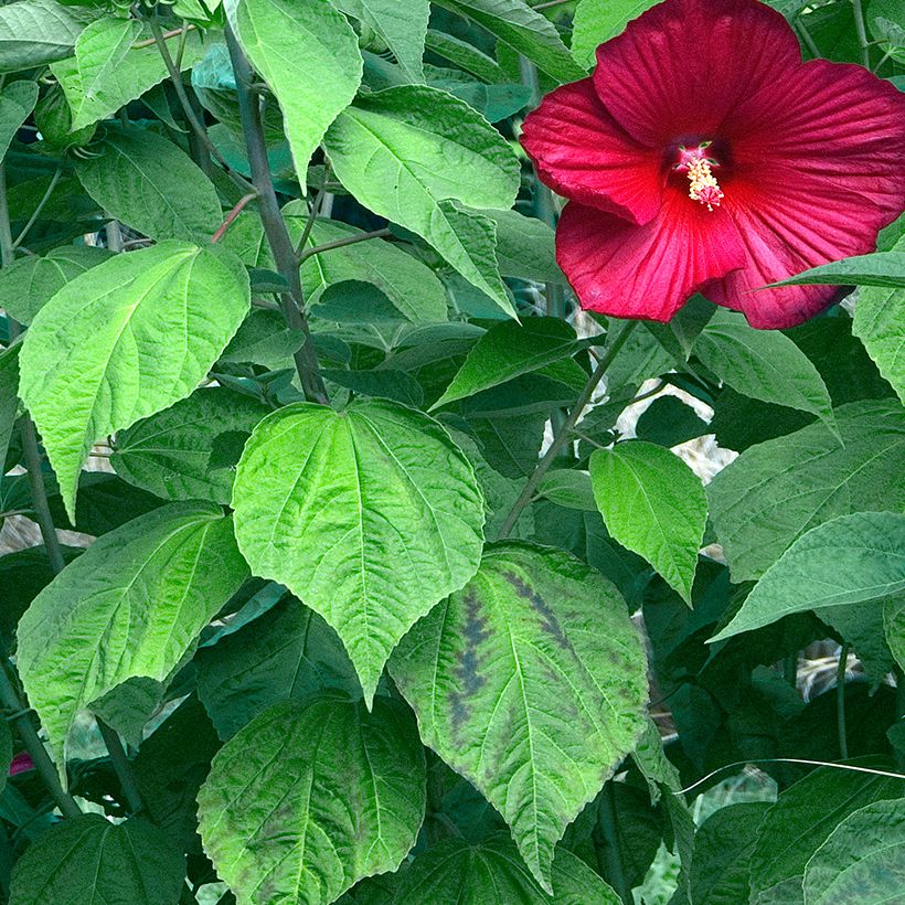 Hibiscus moscheutos Rouge (Feuillage)