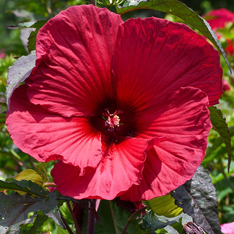 Hibiscus moscheutos Rouge (Floraison)