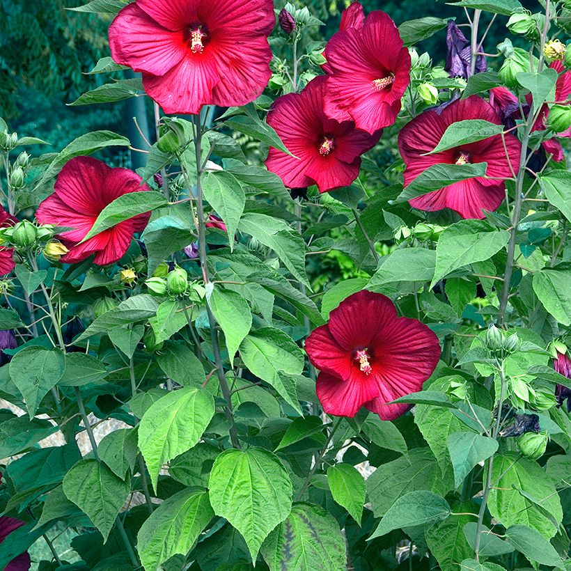 Hibiscus moscheutos Rouge (Port)