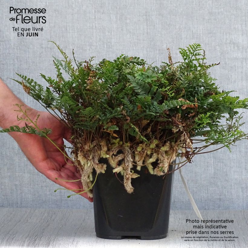 Spécimen de Humata tyermannii - Fougère Patte de lapin Pot de 12 cm / 13 cm tel que livré en été