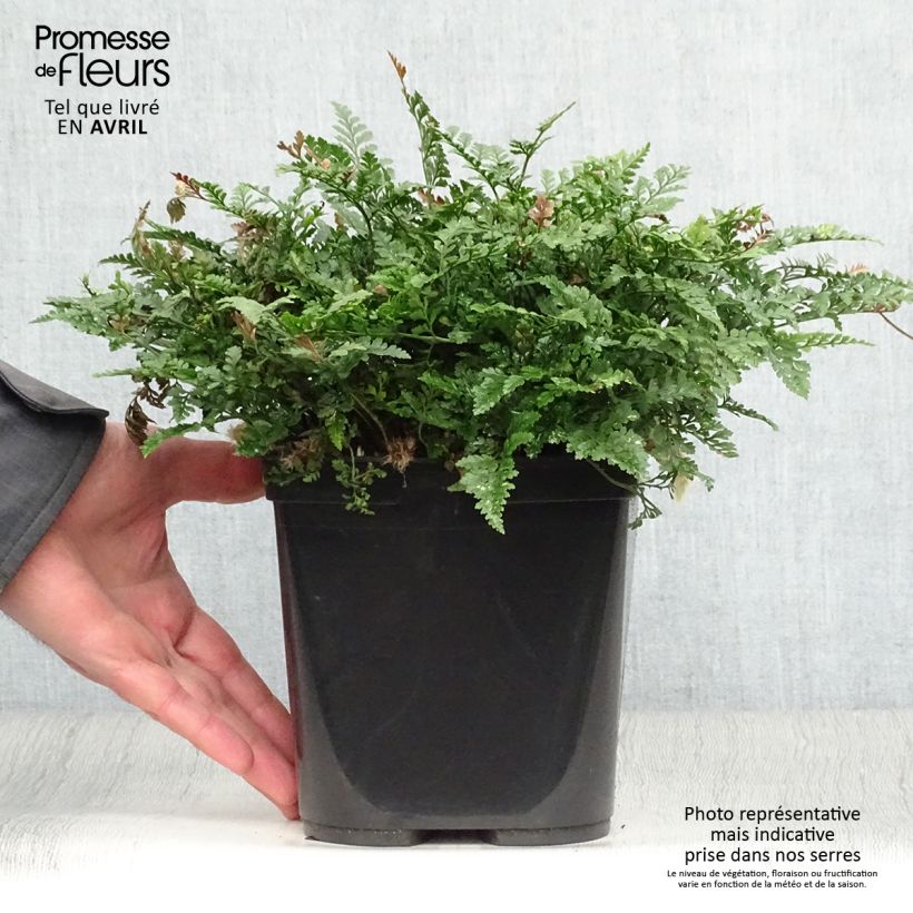 Spécimen de Humata tyermannii - Fougère Patte de lapin Pot de 13 cm tel que livré au printemps