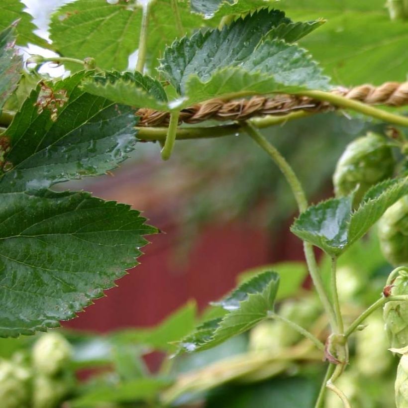 Humulus lupulus Cascade - houblon femelle (Feuillage)