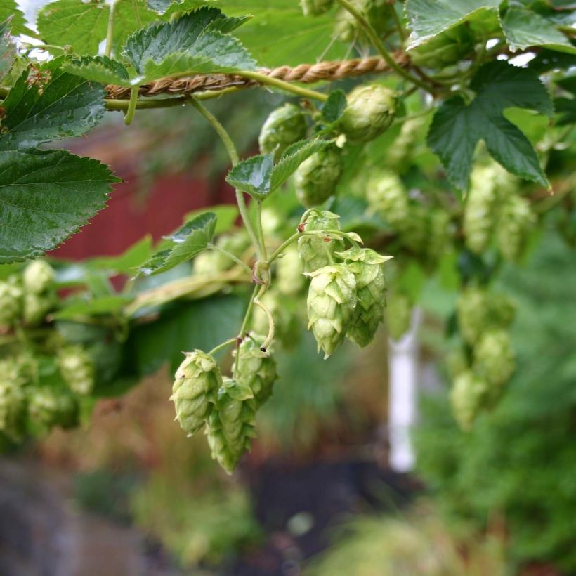 Humulus lupulus Cascade - houblon femelle (Floraison)