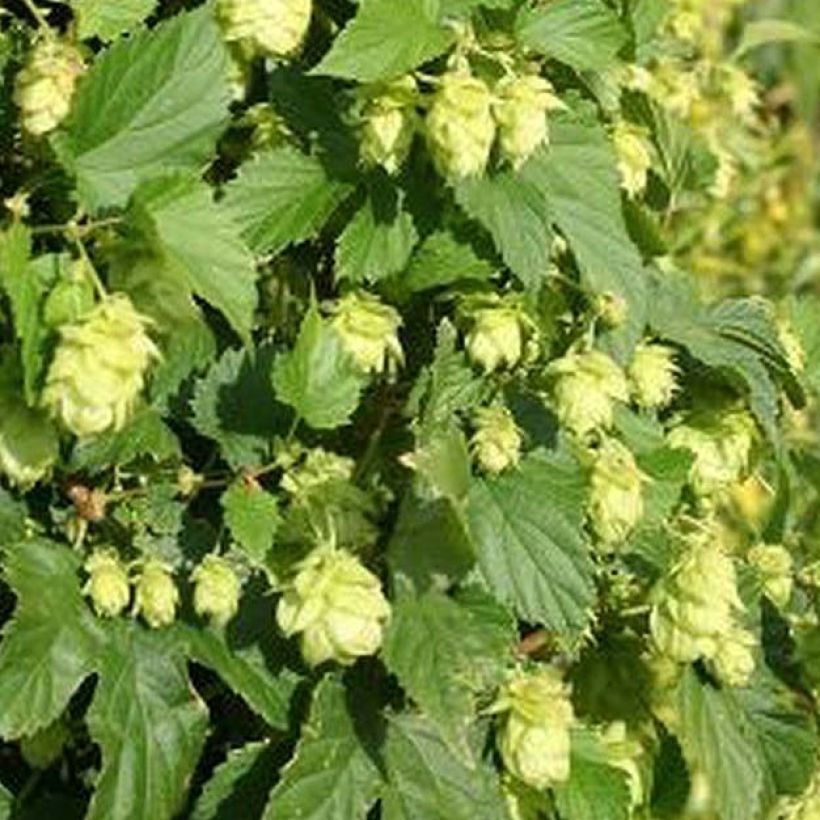 Humulus lupulus Nordbrau - Houblon femelle  (Feuillage)