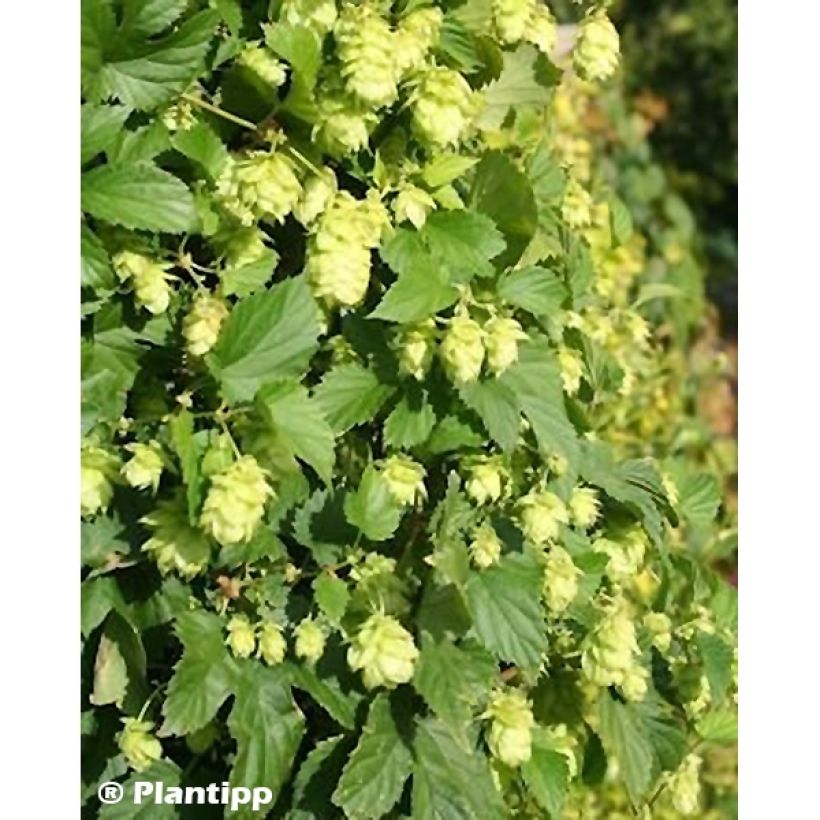 Houblon - Humulus lupulus Prima Donna (Feuillage)