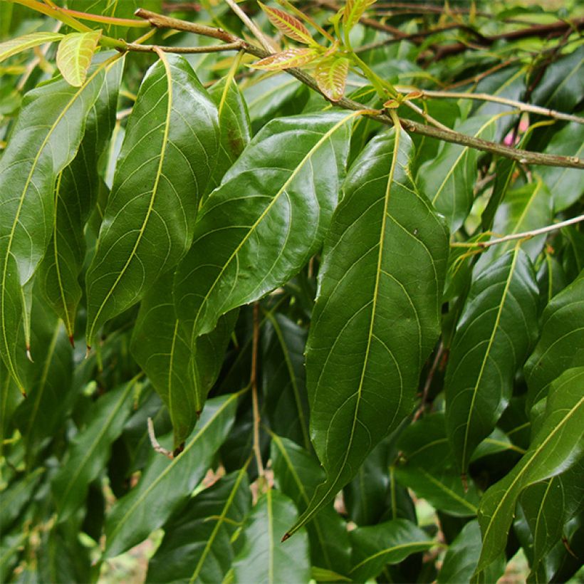 Huodendron biaristatum (Feuillage)
