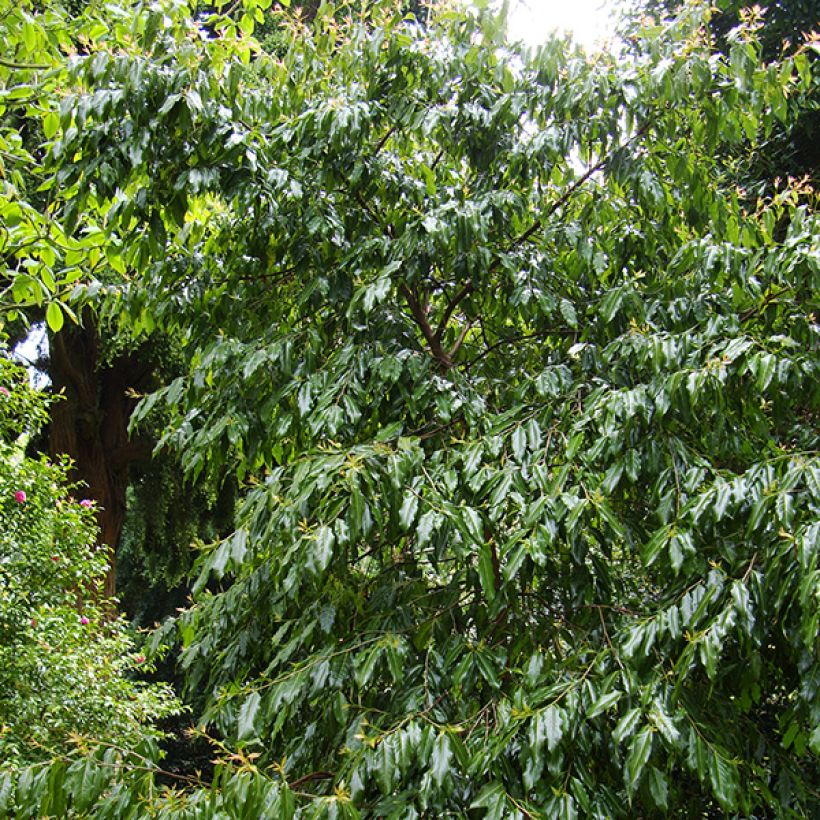 Huodendron biaristatum (Port)