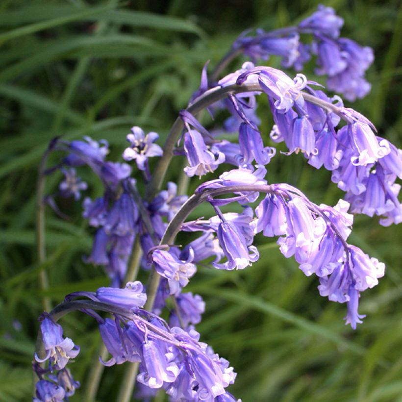 Jacinthe d'Espagne - Hyacinthoides hispanica (Floraison)