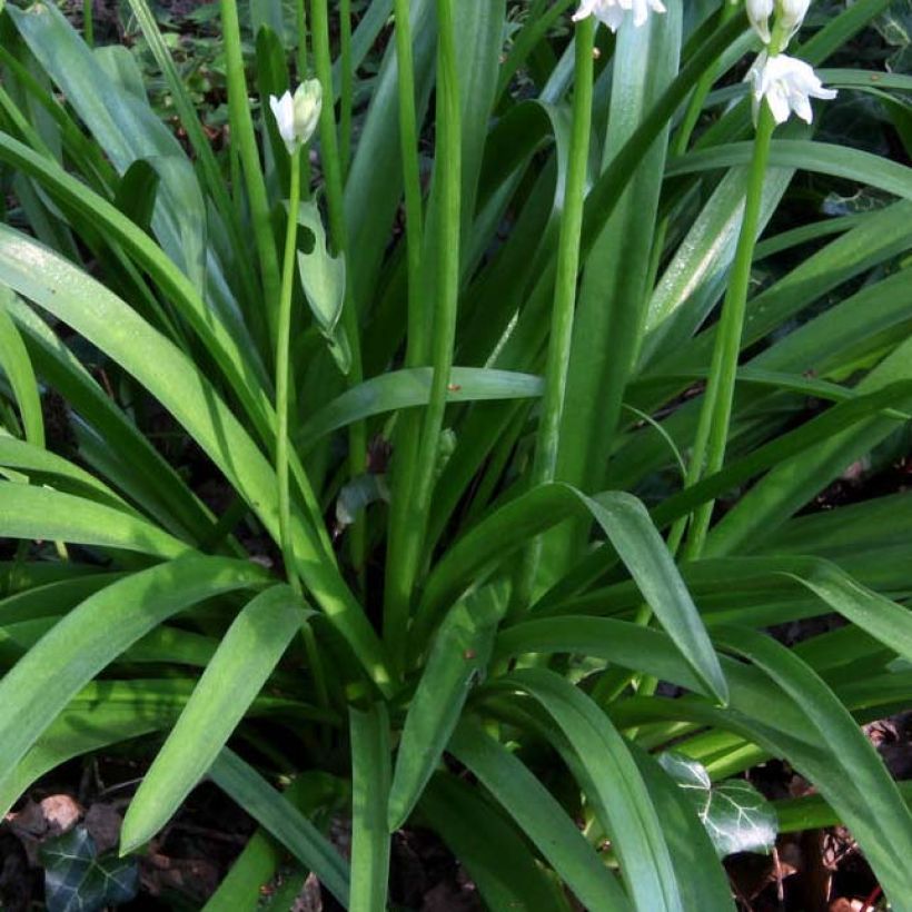 Hyacinthoides non scripta Alba - Scille nutans Blanche (Feuillage)