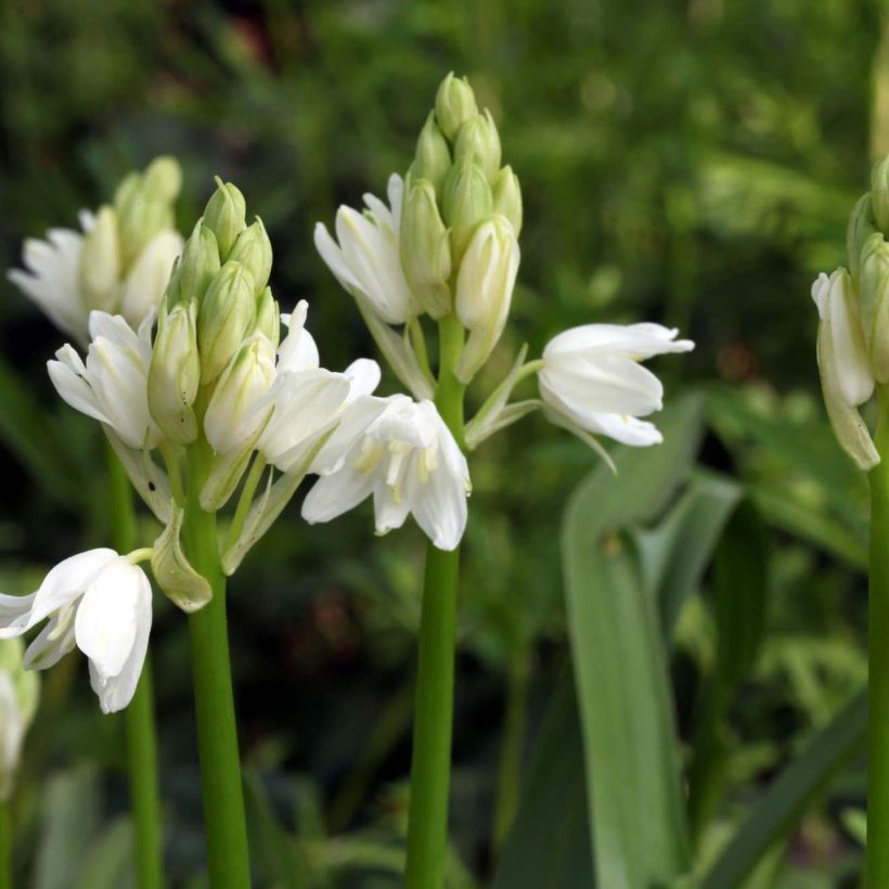 Hyacinthoides non scripta Alba - Scille nutans Blanche (Floraison)