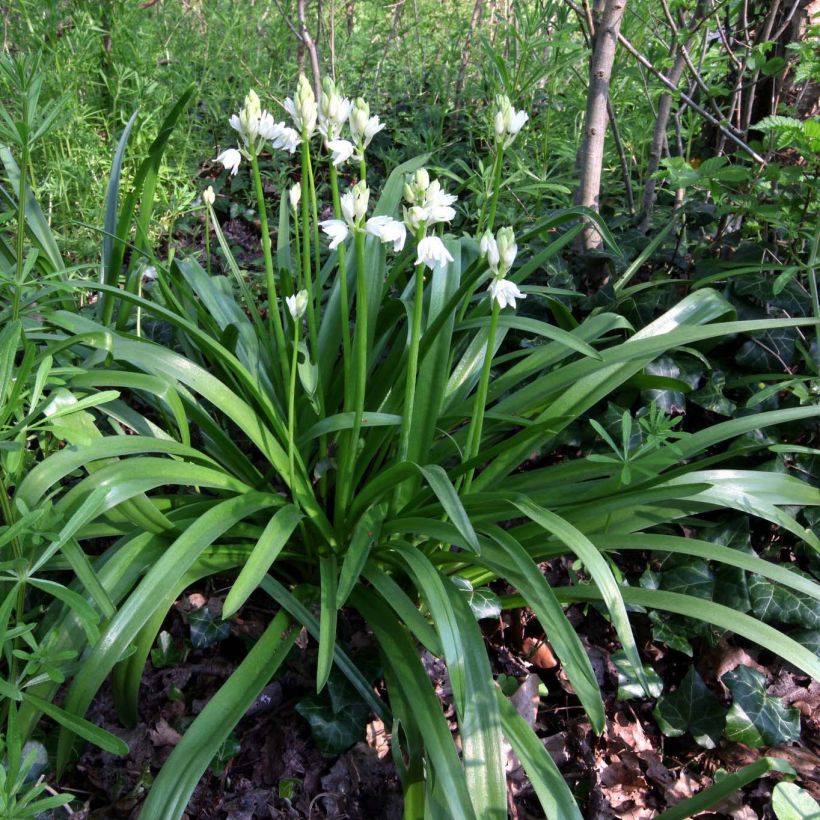 Hyacinthoides non scripta Alba - Scille nutans Blanche (Port)