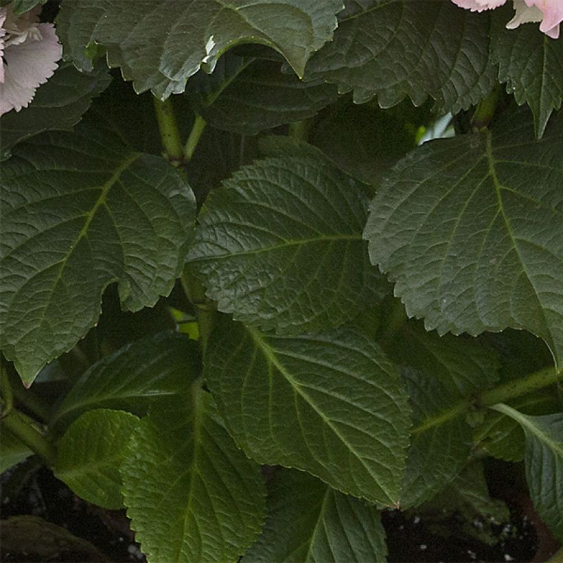 Hortensia - Hydrangea macrophylla Magical Pearl (Feuillage)