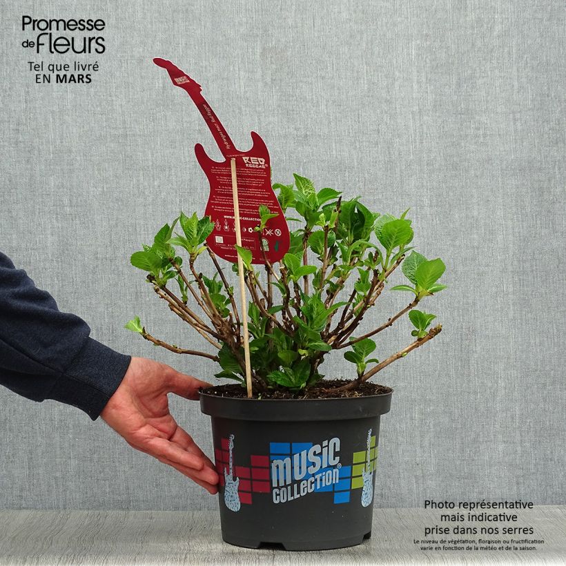 Spécimen de Hortensia - Hydrangea macrophylla Red Reggae (Music Collection) tel que livré au printemps