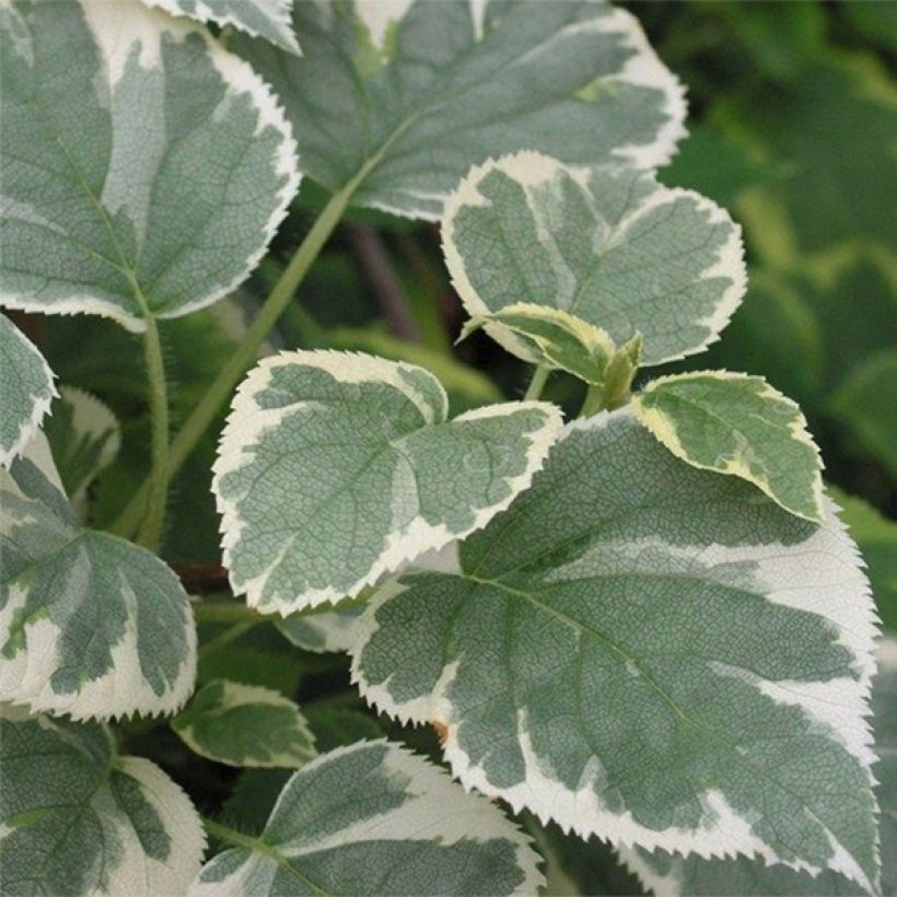 Hortensia grimpant - Hydrangea petiolaris Silver Lining (Feuillage)