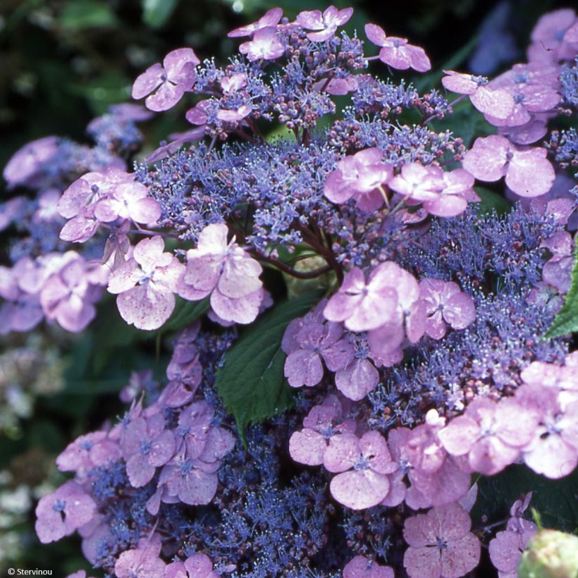 Hortensia - Hydrangea serrata Vicomte de Kerlot (Floraison)