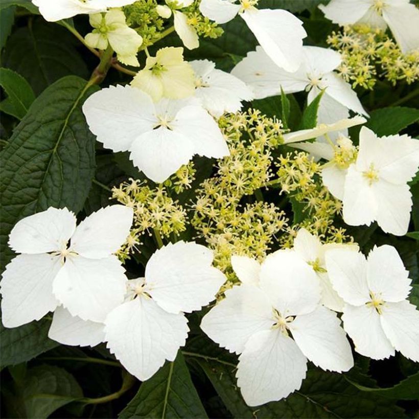 Hortensia - Hydrangea angustipetala Golden Crane (Floraison)