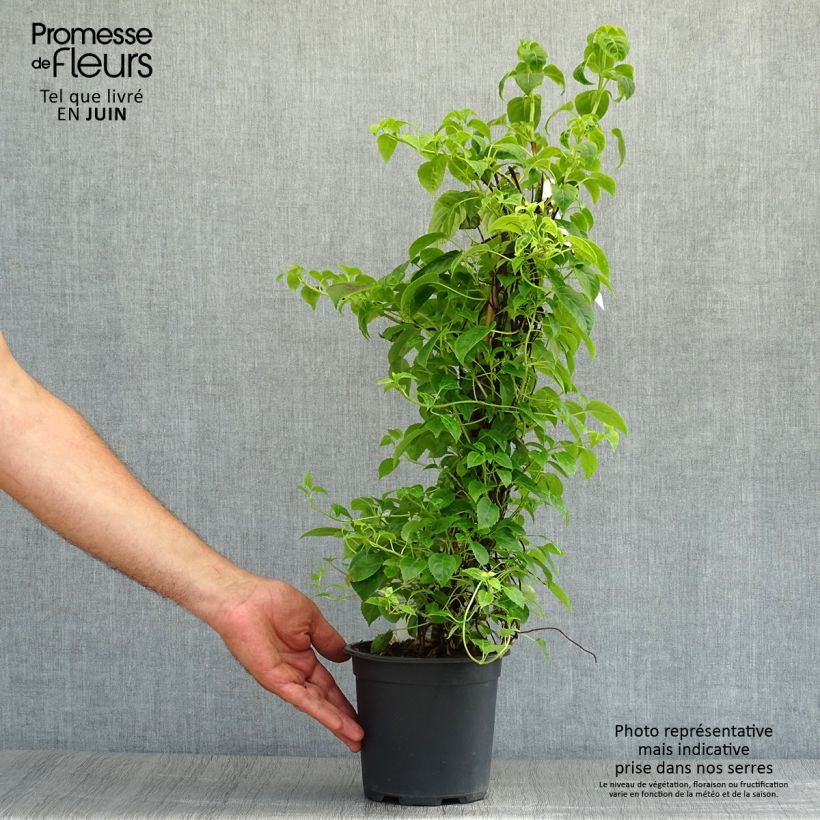 Spécimen de Hydrangea anomala Crug Coral - Hortensia grimpant Pot de 2L/3L tel que livré en été