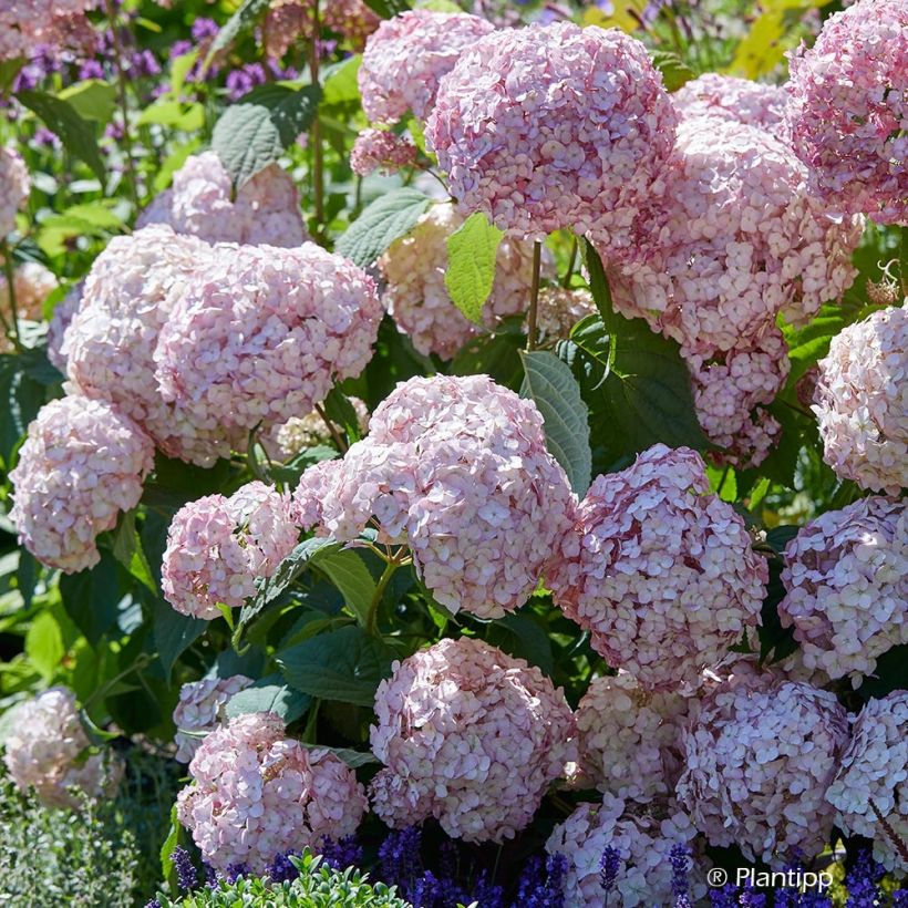 Hortensia arborescens Candybelle® Bubblegum (Floraison)