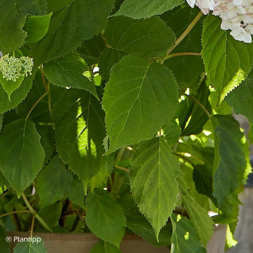 Hortensia arborescens Candybelle Marshmallow (Feuillage)