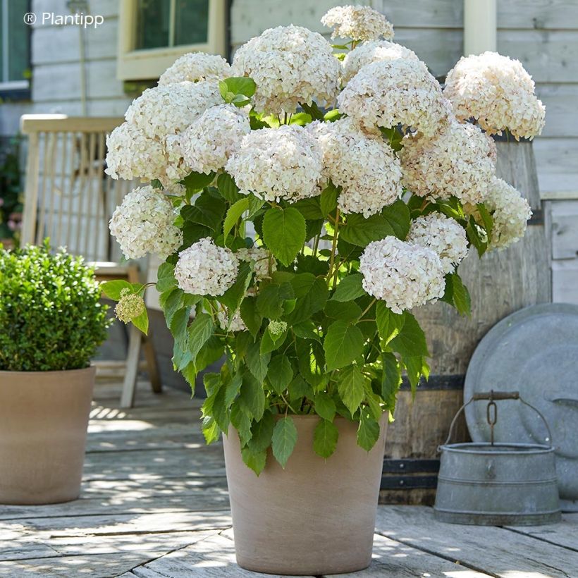 Hortensia arborescens Candybelle Marshmallow (Port)