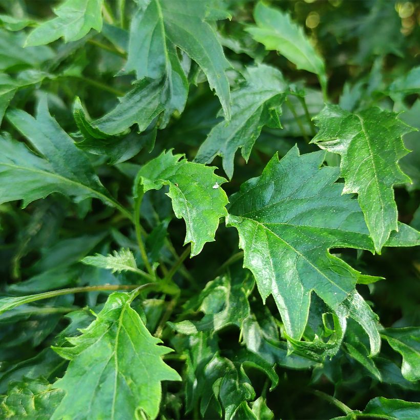 Hortensia arborescens Emerald lace  (Feuillage)