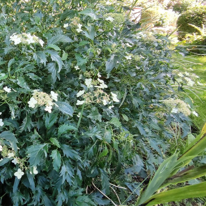 Hortensia arborescens Emerald lace  (Port)