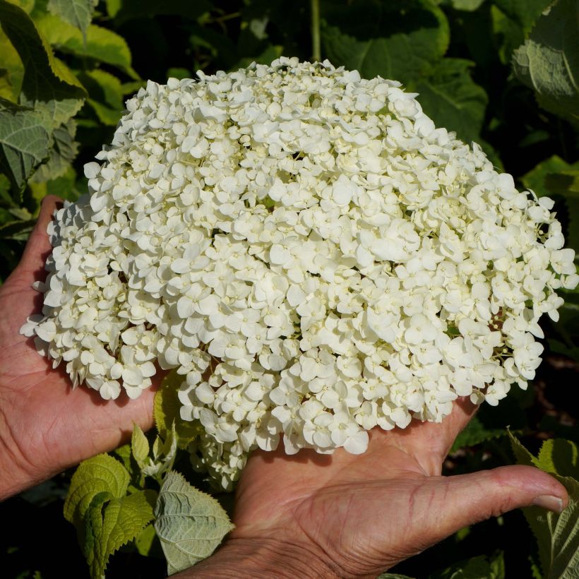 Hortensia arborescens Golden Annabelle (Floraison)