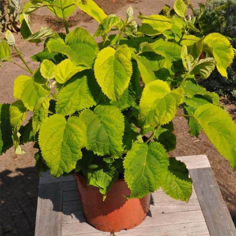 Hortensia arborescens Golden Annabelle (Port)