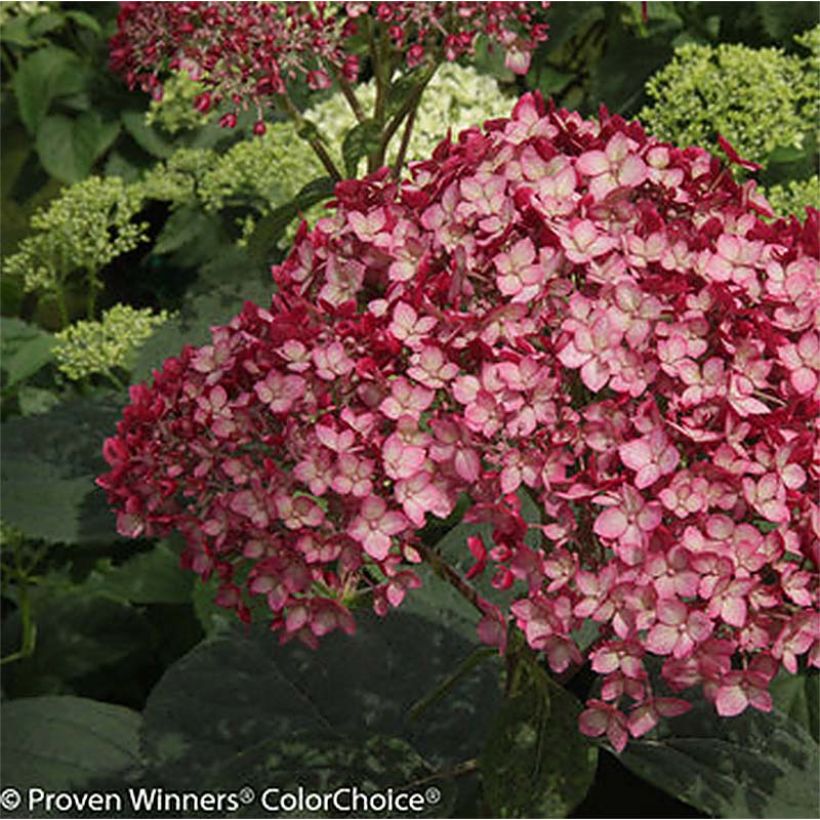 Hortensia arborescens Ruby Annabelle (Floraison)