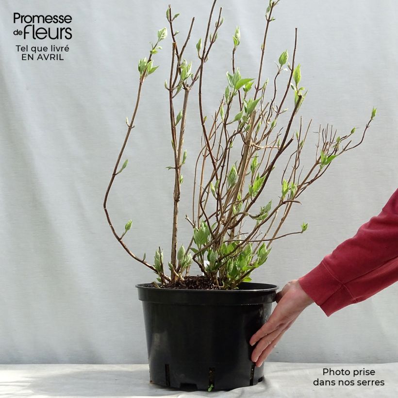 Spécimen de Hortensia arborescens Strong Annabelle ( Incrediball ) tel que livré au printemps