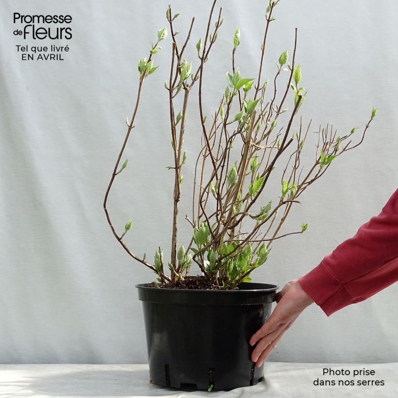 Spécimen de Hortensia arborescens Strong Annabelle ( Incrediball ) Pot de 7,5L/10LHauteur livrée env. 50/60cm tel que livré au printemps