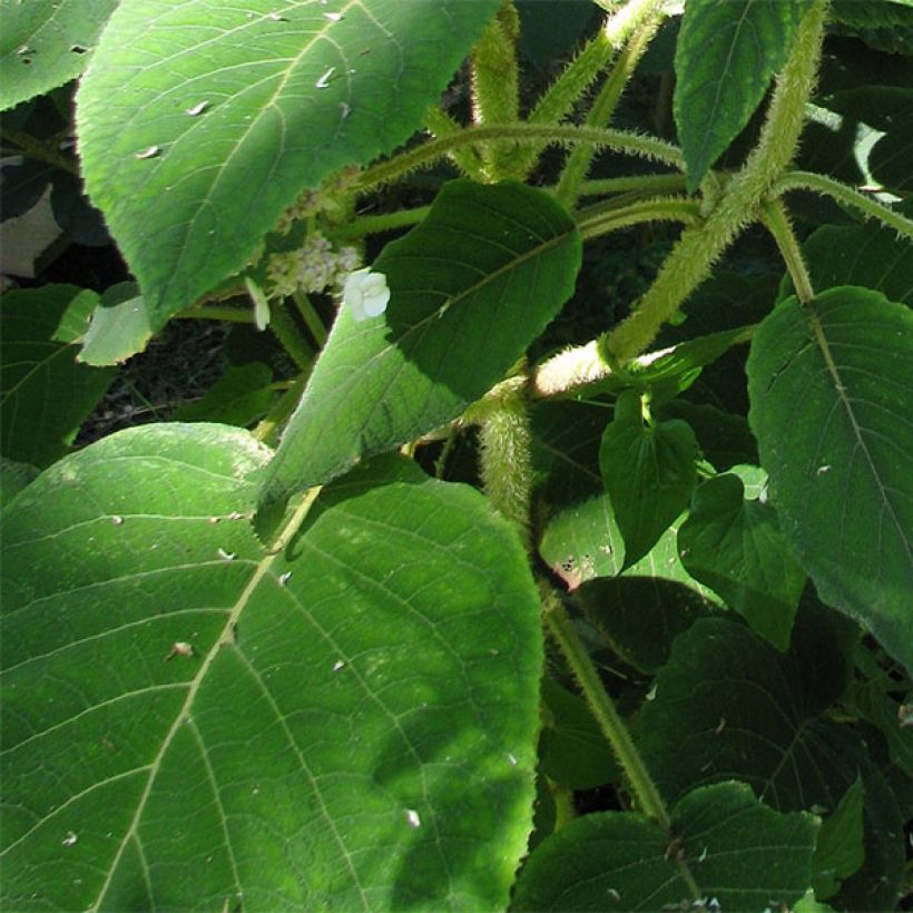 Hortensia - Hydrangea aspera Anthony Bullivant (Feuillage)