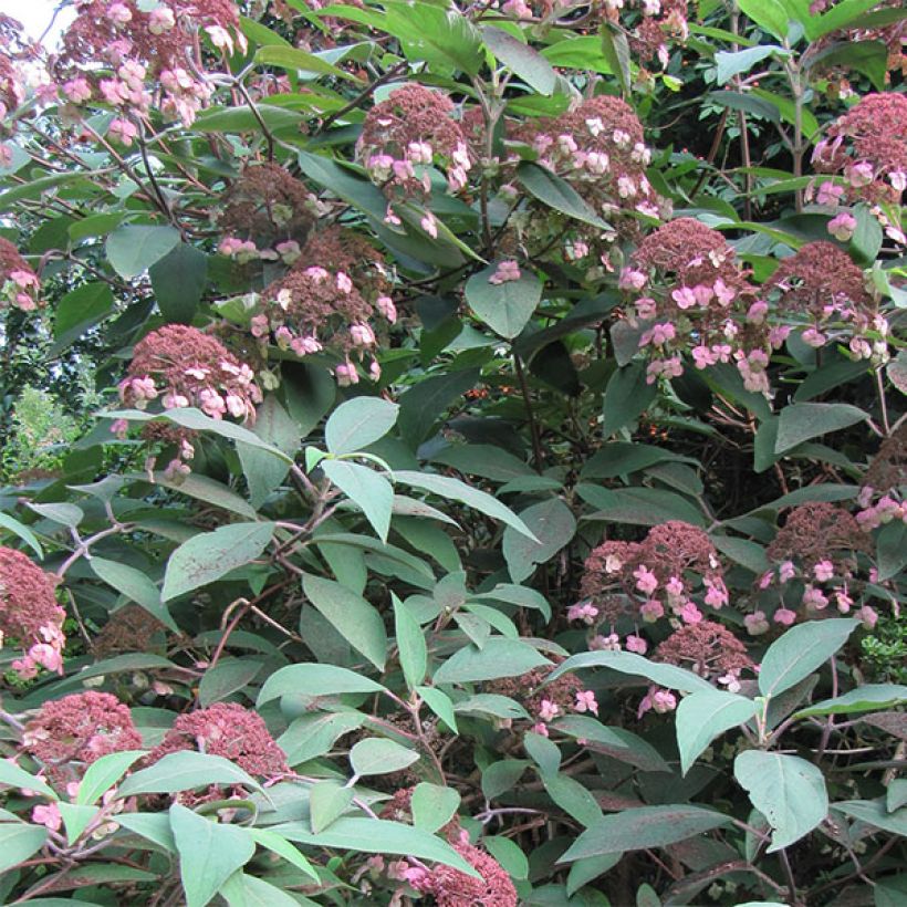 Hortensia - Hydrangea aspera Anthony Bullivant (Floraison)