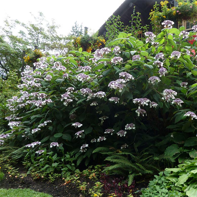 Hortensia - Hydrangea aspera Anthony Bullivant (Port)