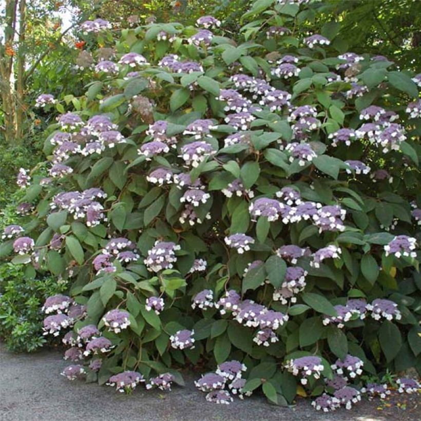 Hortensia - Hydrangea aspera Bellevue (Floraison)