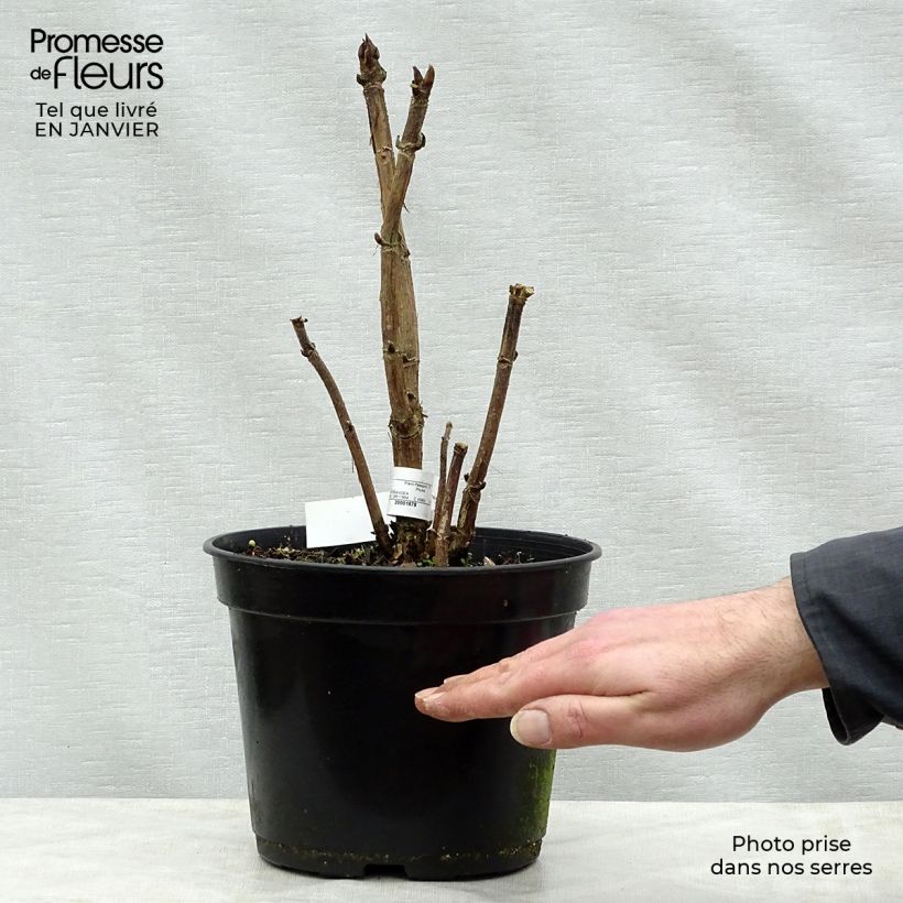 Spécimen de Hortensia - Hydrangea aspera Bellevue tel que livré en hiver