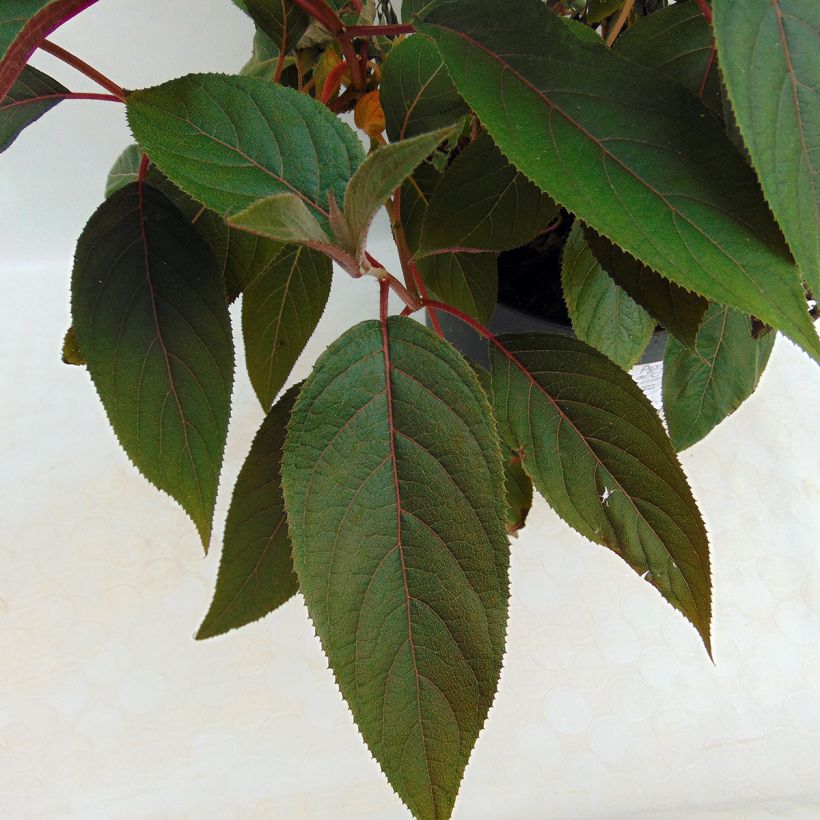 Hydrangea aspera Hot Chocolate - Hortensia brun  (Feuillage)